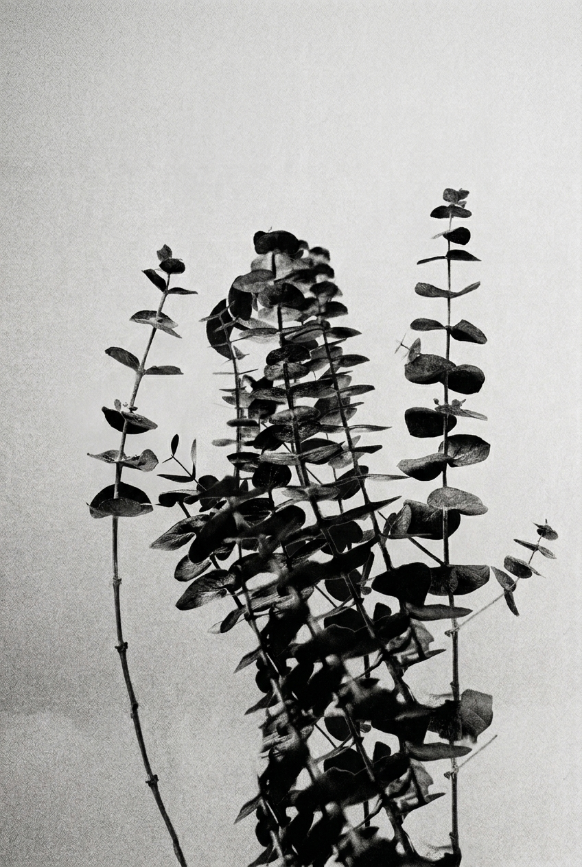 Eucalyptus botanical study